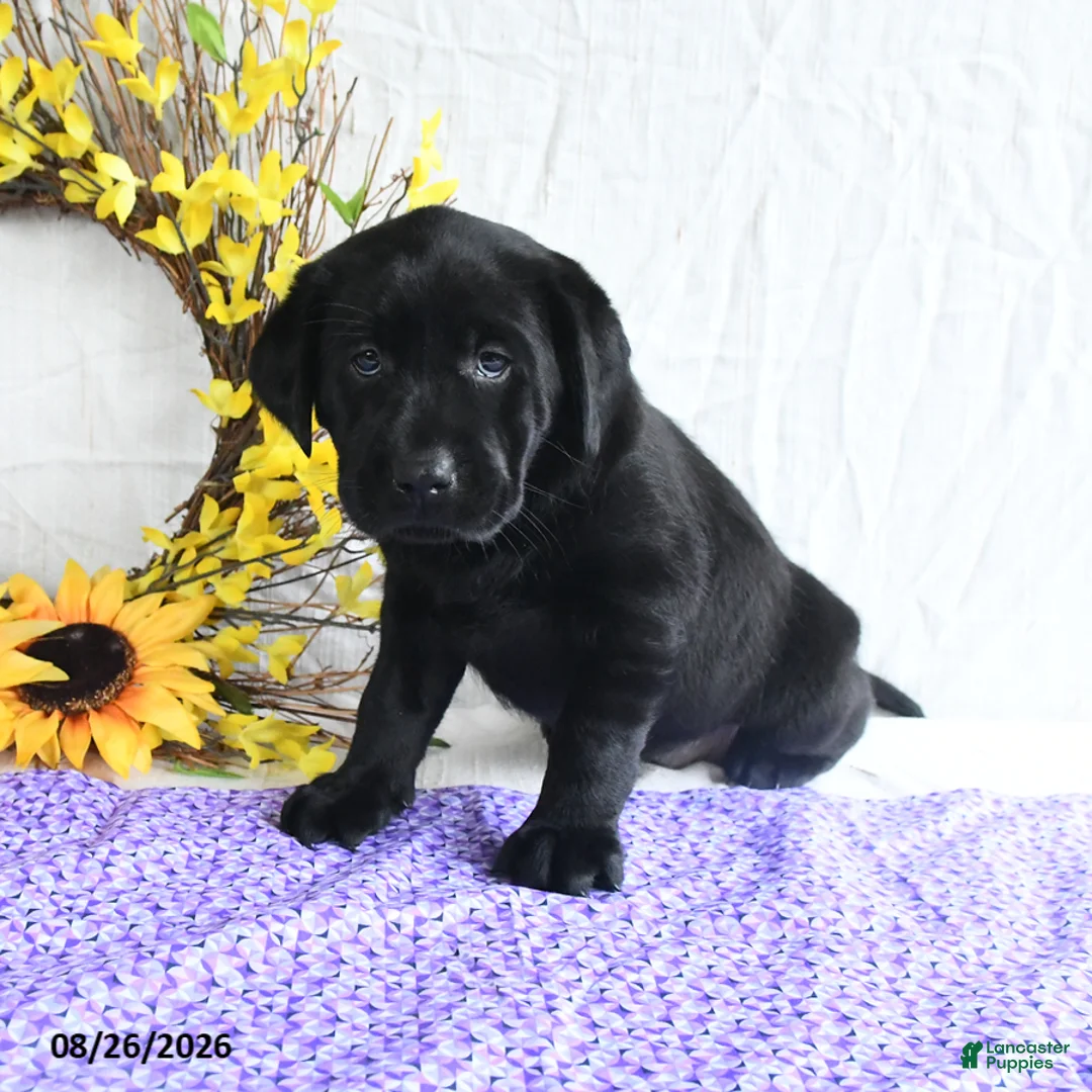 Labrador Retriever dogs for sale: Koni - Ad 2