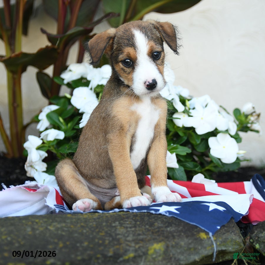 Mixed Breed dogs for sale: Bernie - Ad 4
