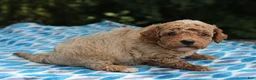 Miniature Poodle dogs for sale: Sydney - Ad 5