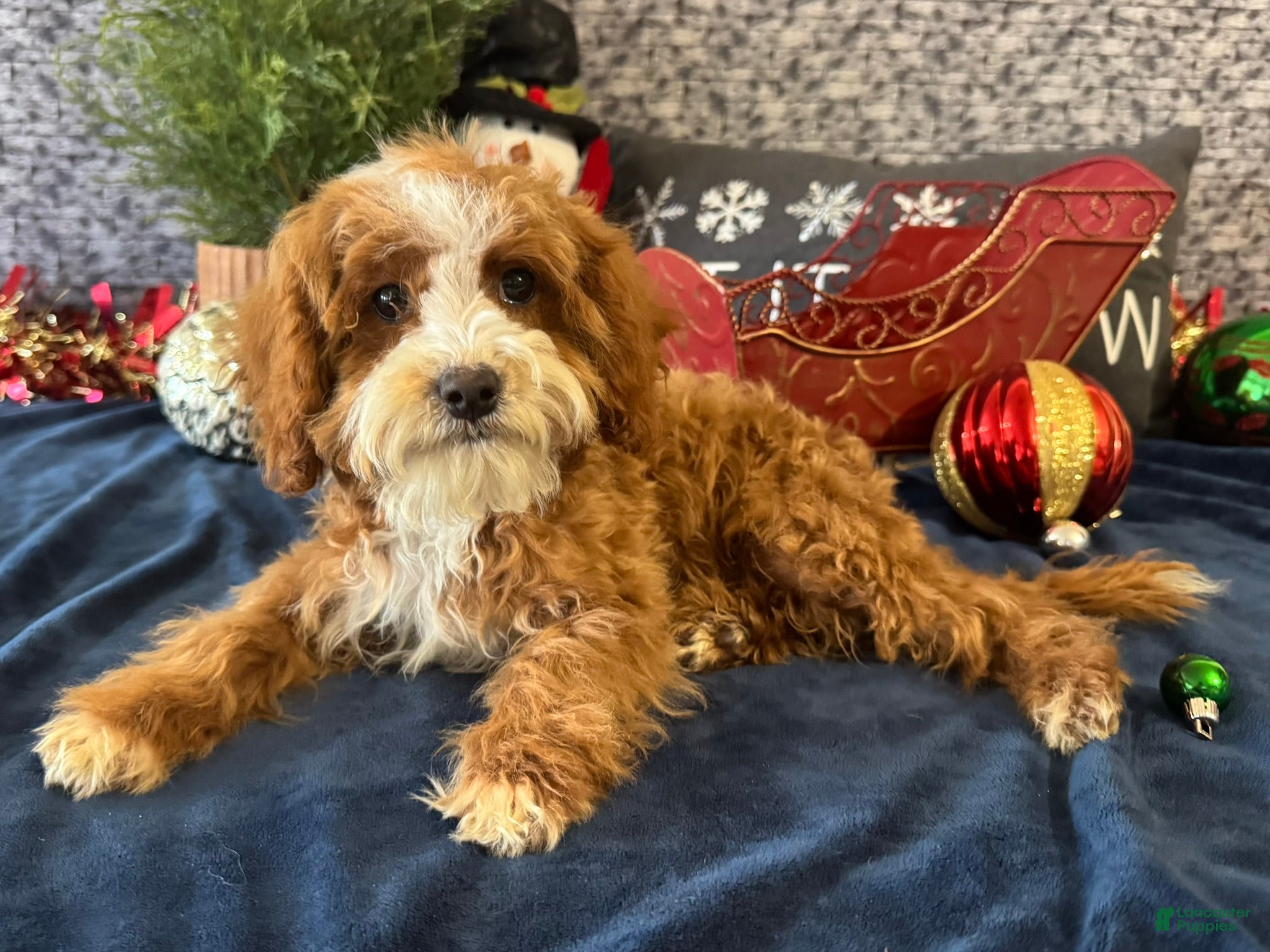 Cavapoo dogs Ned - Ad 40