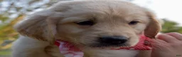 Golden Retriever dogs for sale: Pink Girl 4 - Ad 30