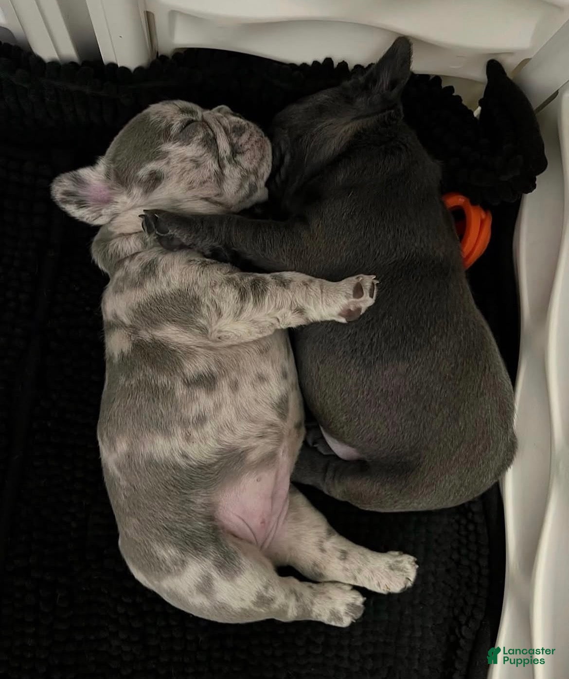 French Bulldog dogs French Bulldog Puppy 4 - Ad 17