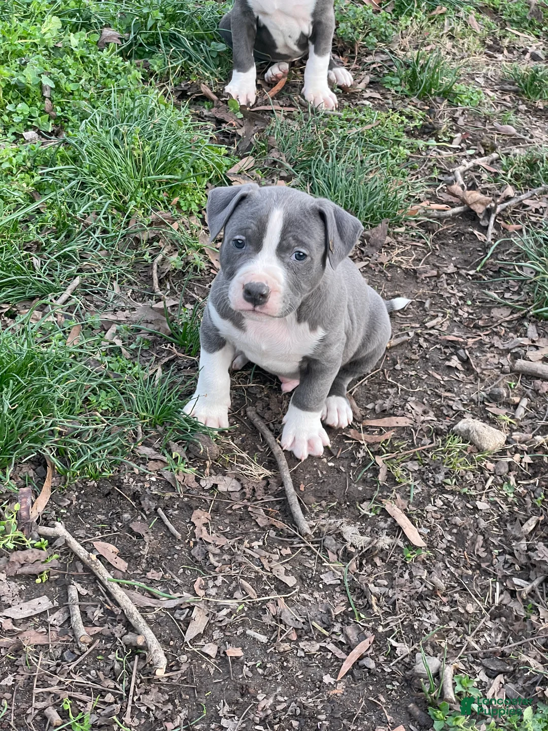 American Pit Bull Terrier dogs for sale: Hercules - Ad 3