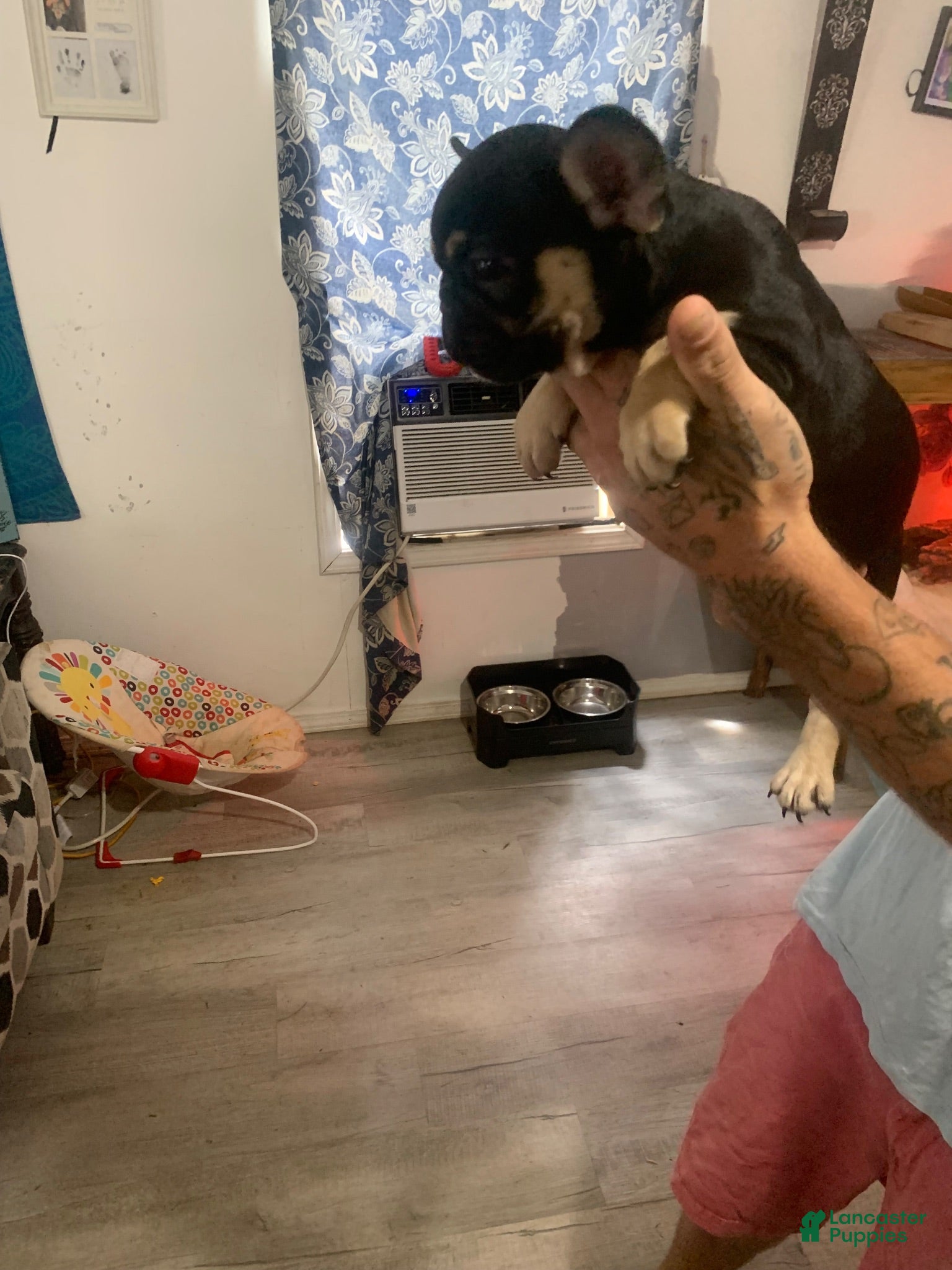 French Bulldog dogs French Bulldog 3 - Ad 8
