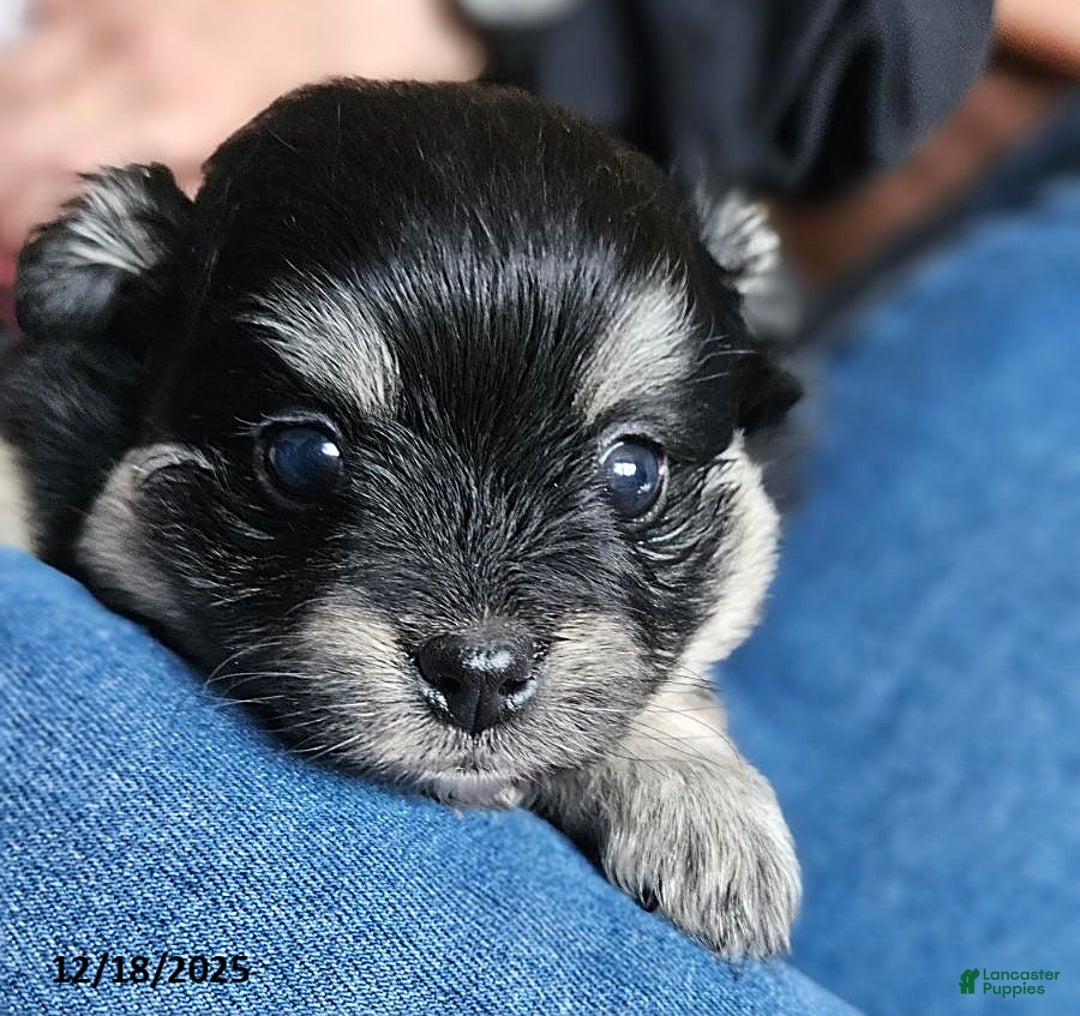 Mixed Breed dogs for sale: Zoey - Ad 1