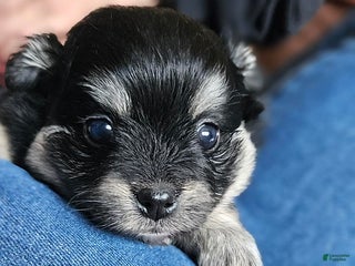 Mixed Breed dogs Zoey - Ad 39