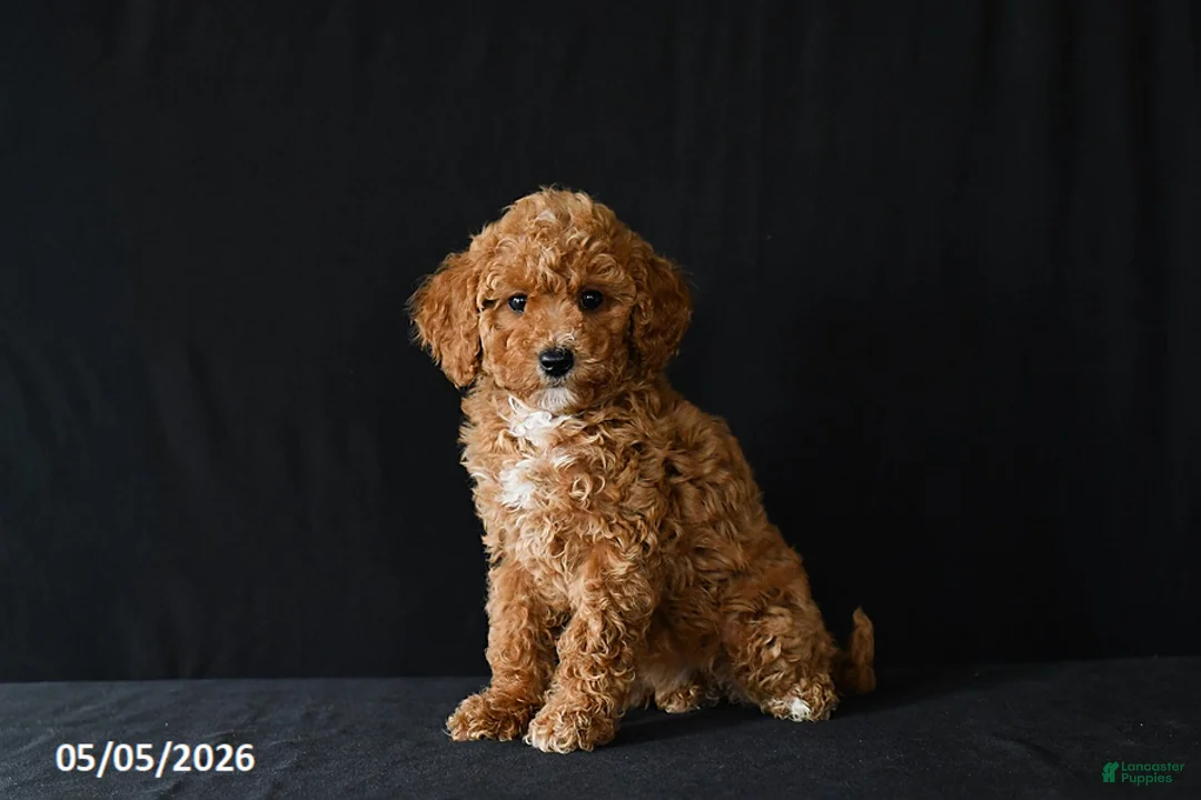 Miniature Poodle dogs for sale: Faye - Ad 1