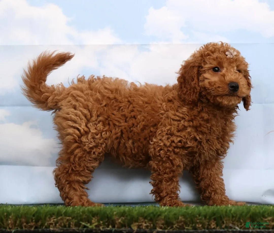 Mini Goldendoodle dogs for sale: Dalia - Ad 2