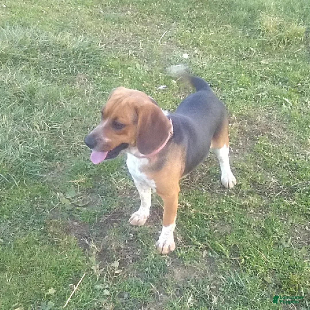 Mixed Breed dogs for sale: King - Ad 3