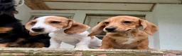 Miniature Dachshund dogs for sale: Miniature Dachshund 1 - Ad 5