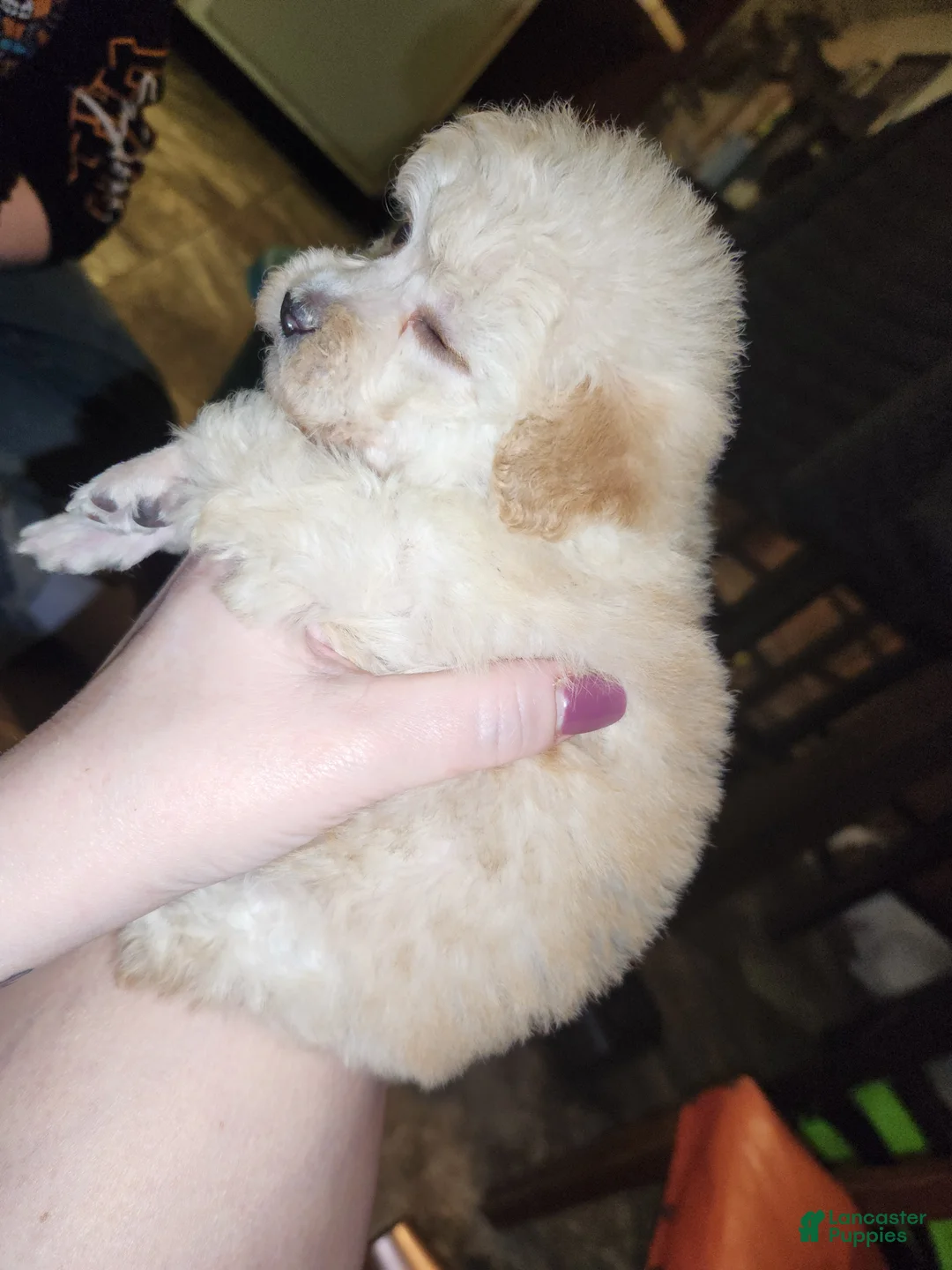 Havapoo dogs for sale: Havapoo Puppy 1 - Ad 12