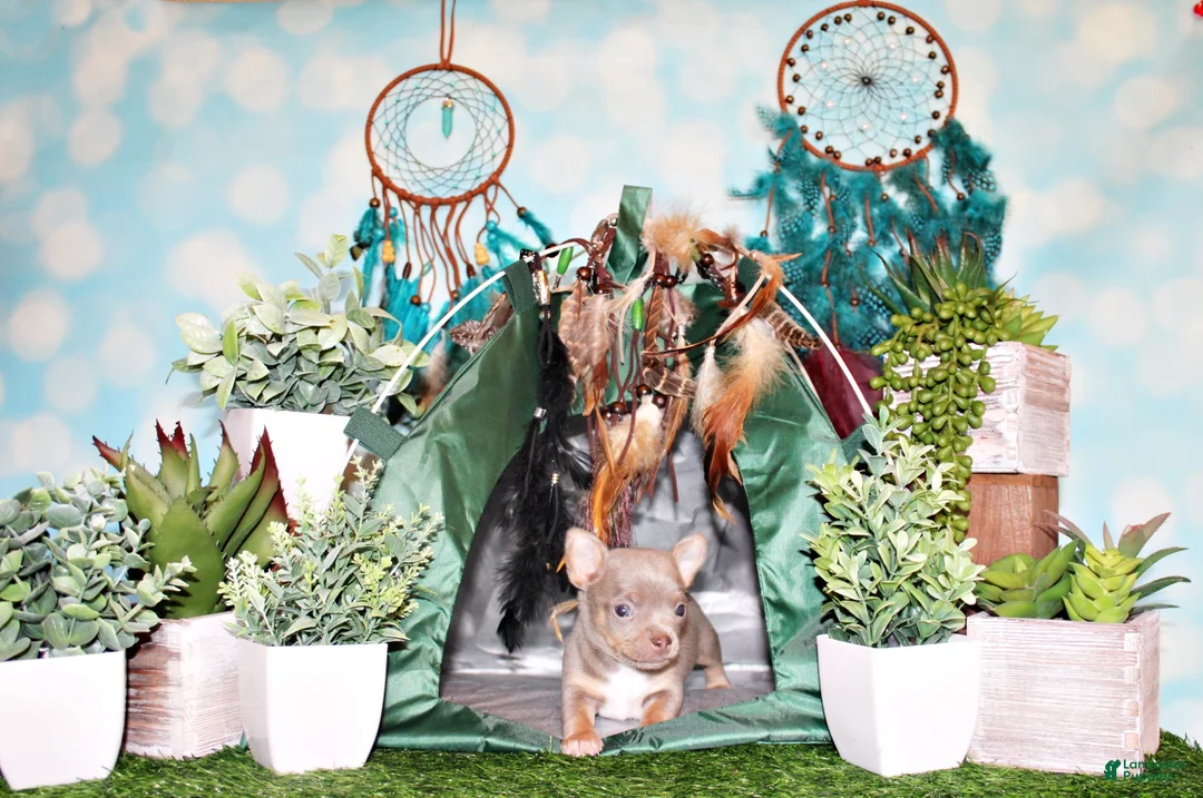 Chihuahua dogs for sale: Woof - Ad 1