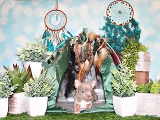 Chihuahua dogs Woof - Ad 11