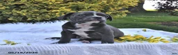 Frenchton dogs for sale: Rover - Ad 14