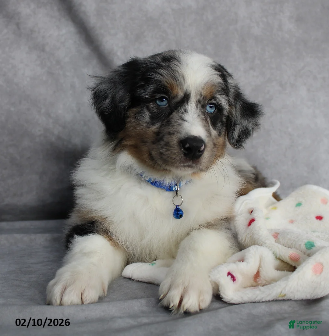Australian Shepherd dogs for sale: Blu  - Ad 4