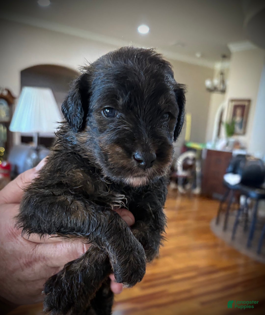 Mixed Breed dogs for sale: male # 5 English Shepherd Doodle  - Ad 2