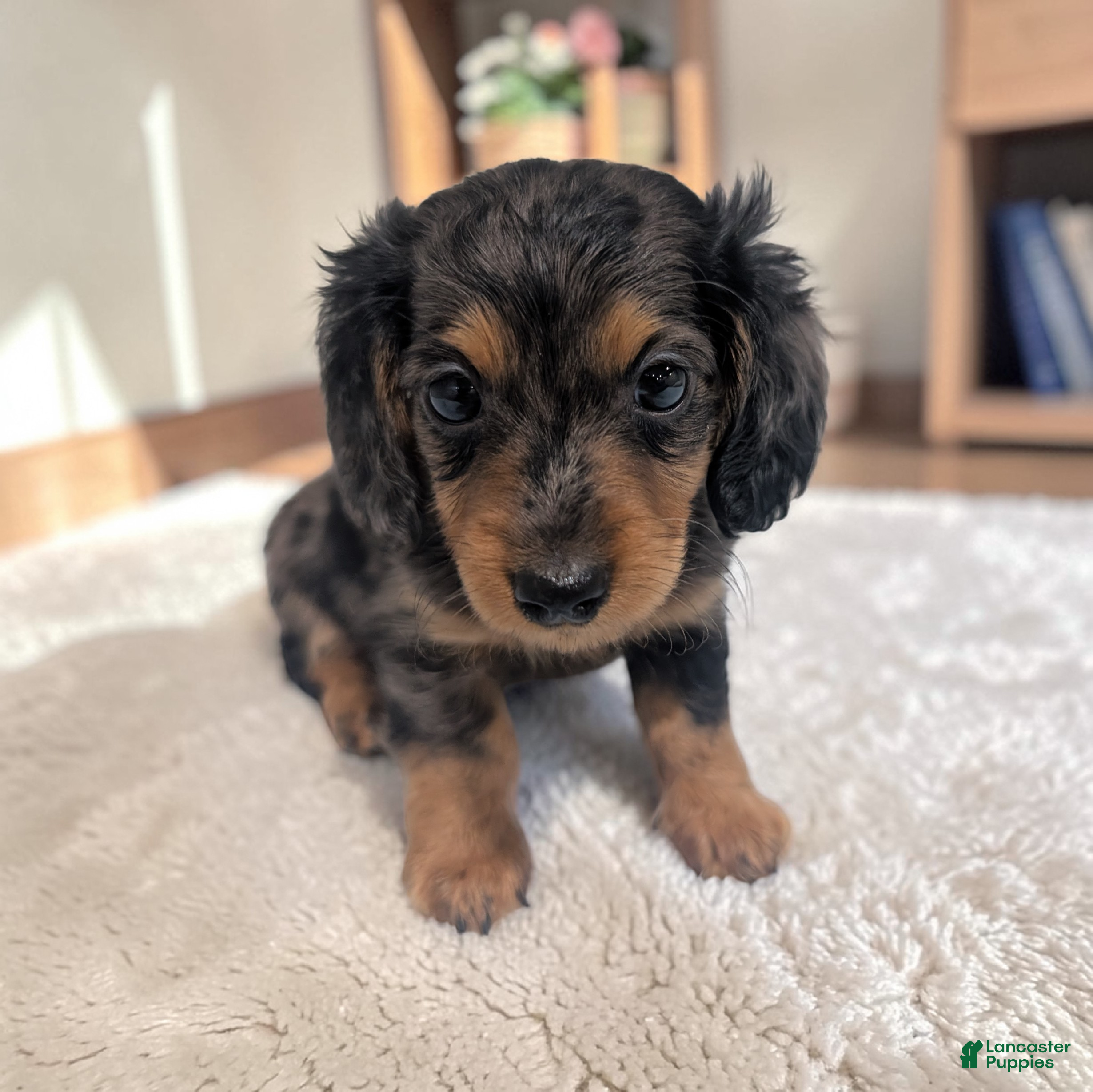 Miniature Dachshund dogs Peanut - Ad 2