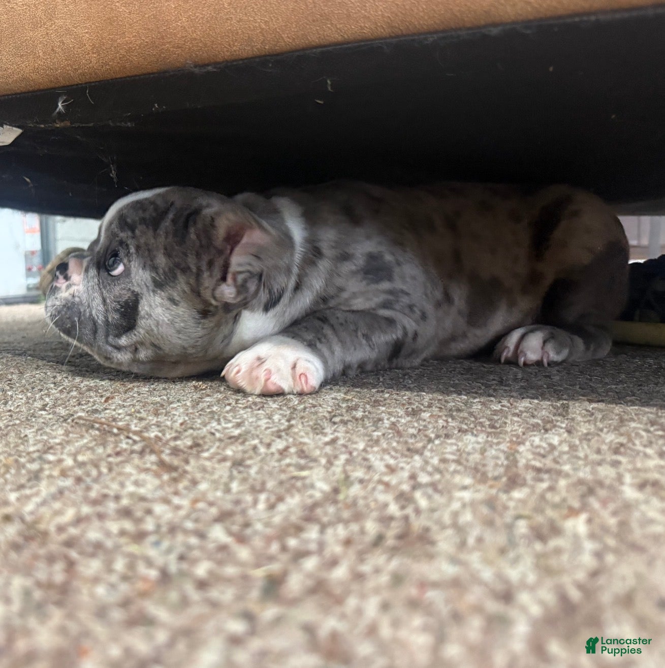 Frenchton dogs for sale: Frenchton Puppy 1 - Ad 3