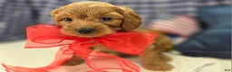 Cavapoo dogs for sale: Grub - Ad 12