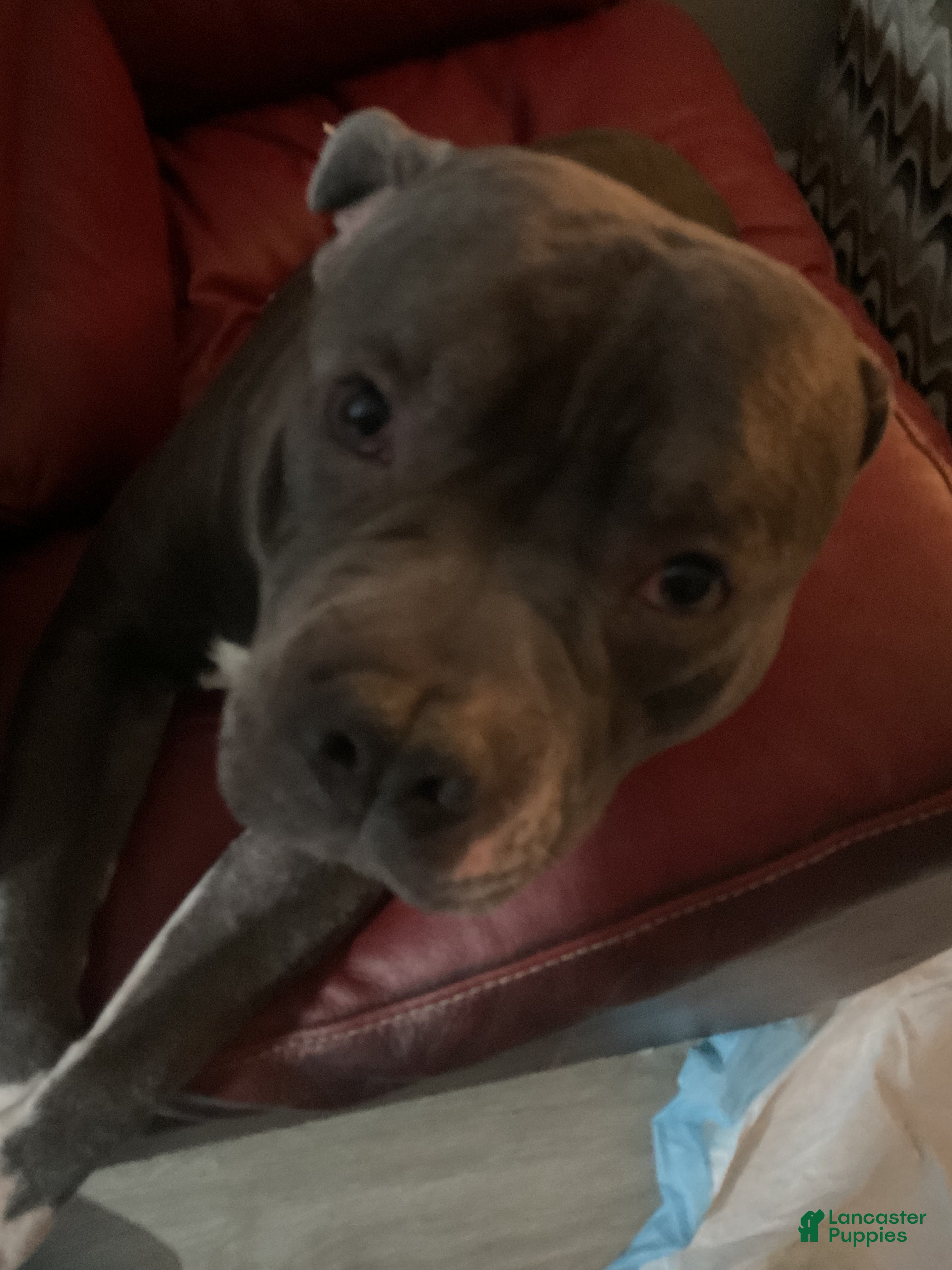 Max
