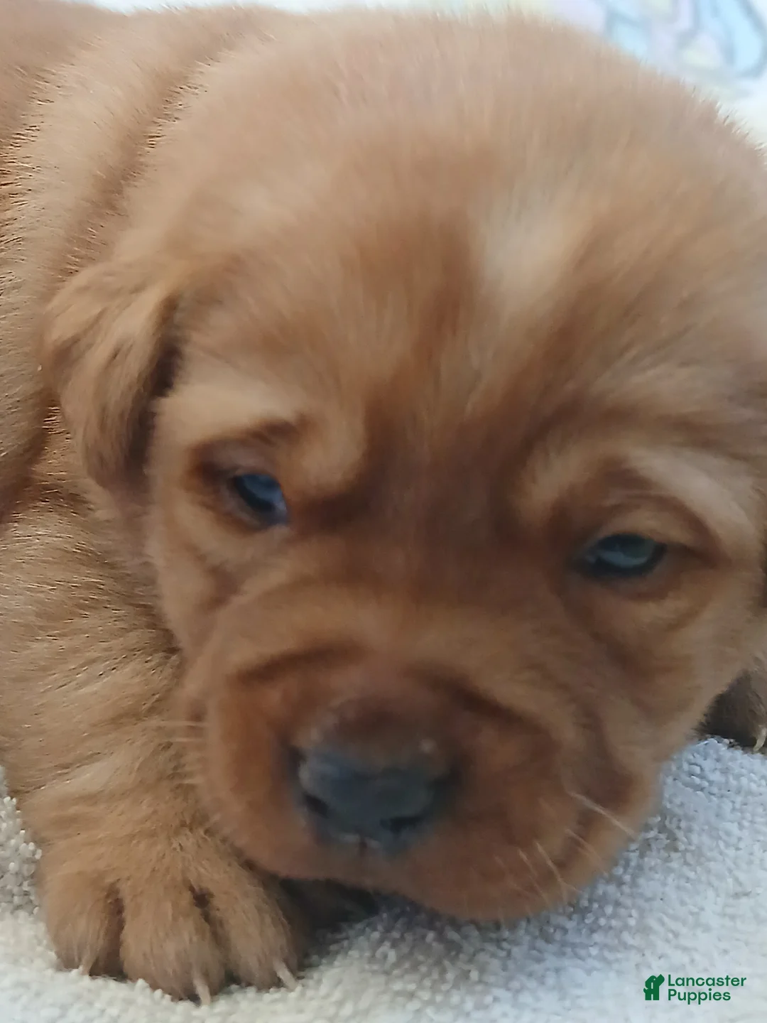 Labrador Retriever dogs for sale: Button - Ad 1