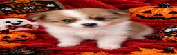 Pomeranian dogs for sale: Lisa  - Ad 1