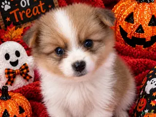 Pomeranian dogs Lisa - Ad 1