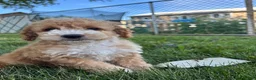 Cockapoo dogs for sale: Snuggles - Ad 3