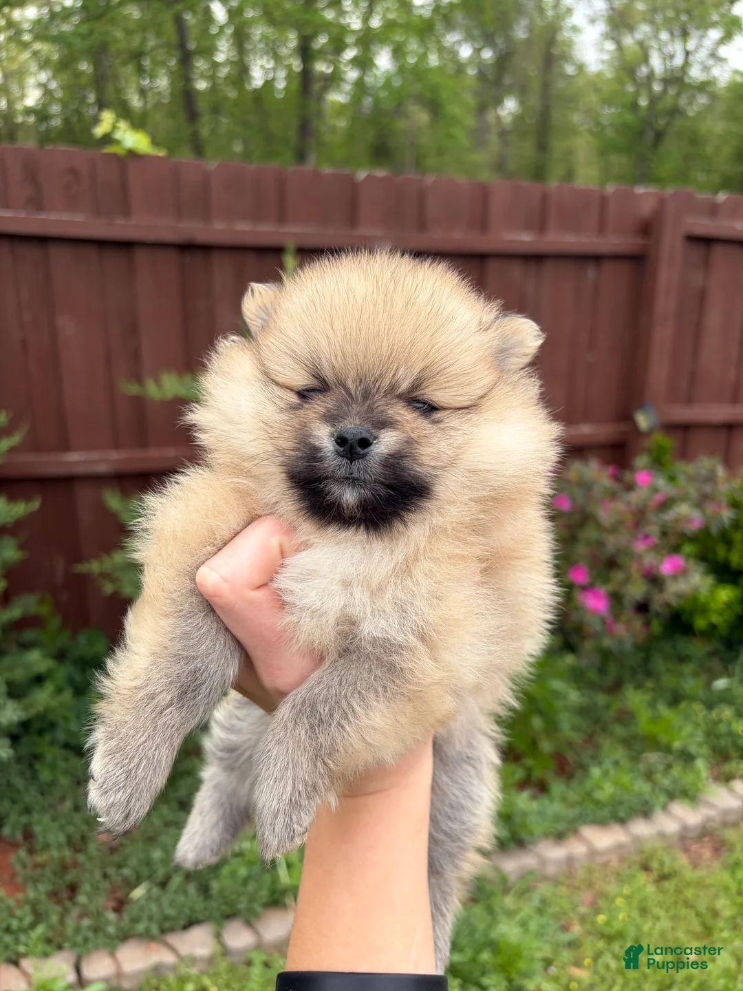 Pomeranian dogs for sale: Pomeranian Puppy 3  - Ad 1