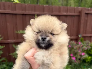 Pomeranian dogs Pomeranian Puppy 3 - Ad 19