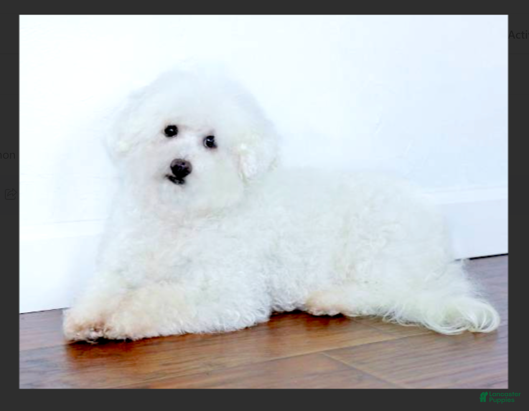 Bichon Frise dogs for sale: Uncle - Ad 5