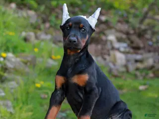 Doberman Pinscher dogs for sale: Amber - Ad 3