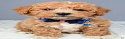 Miniature Poodle dogs for sale: Nelson - Ad 6