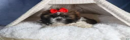 Shih Tzu dogs for sale: CHARLIE - Ad 17