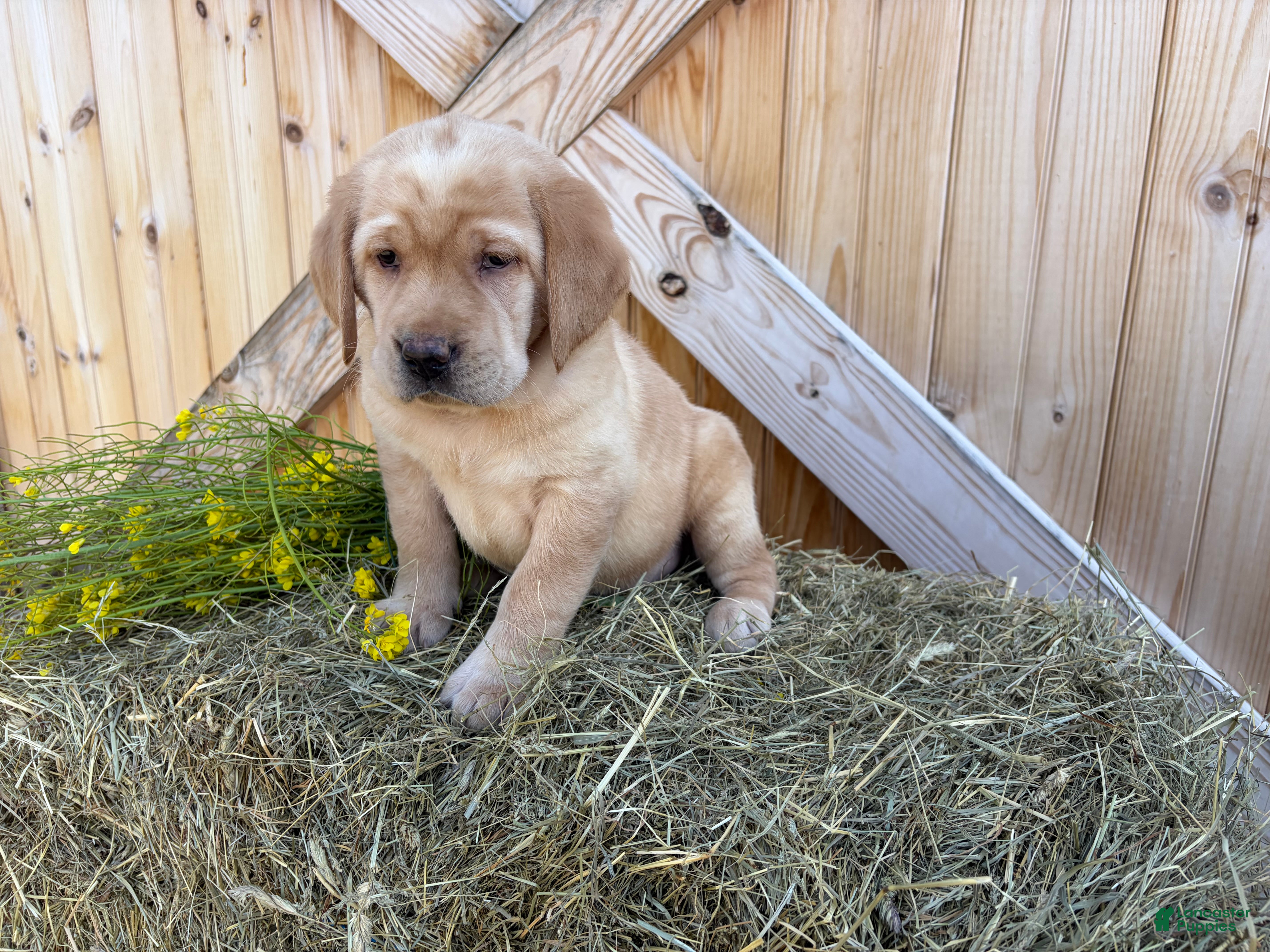 Labrador Retriever dogs for sale: Ruby - Ad 1
