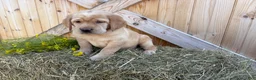 Labrador Retriever dogs for sale: Ruby - Ad 1