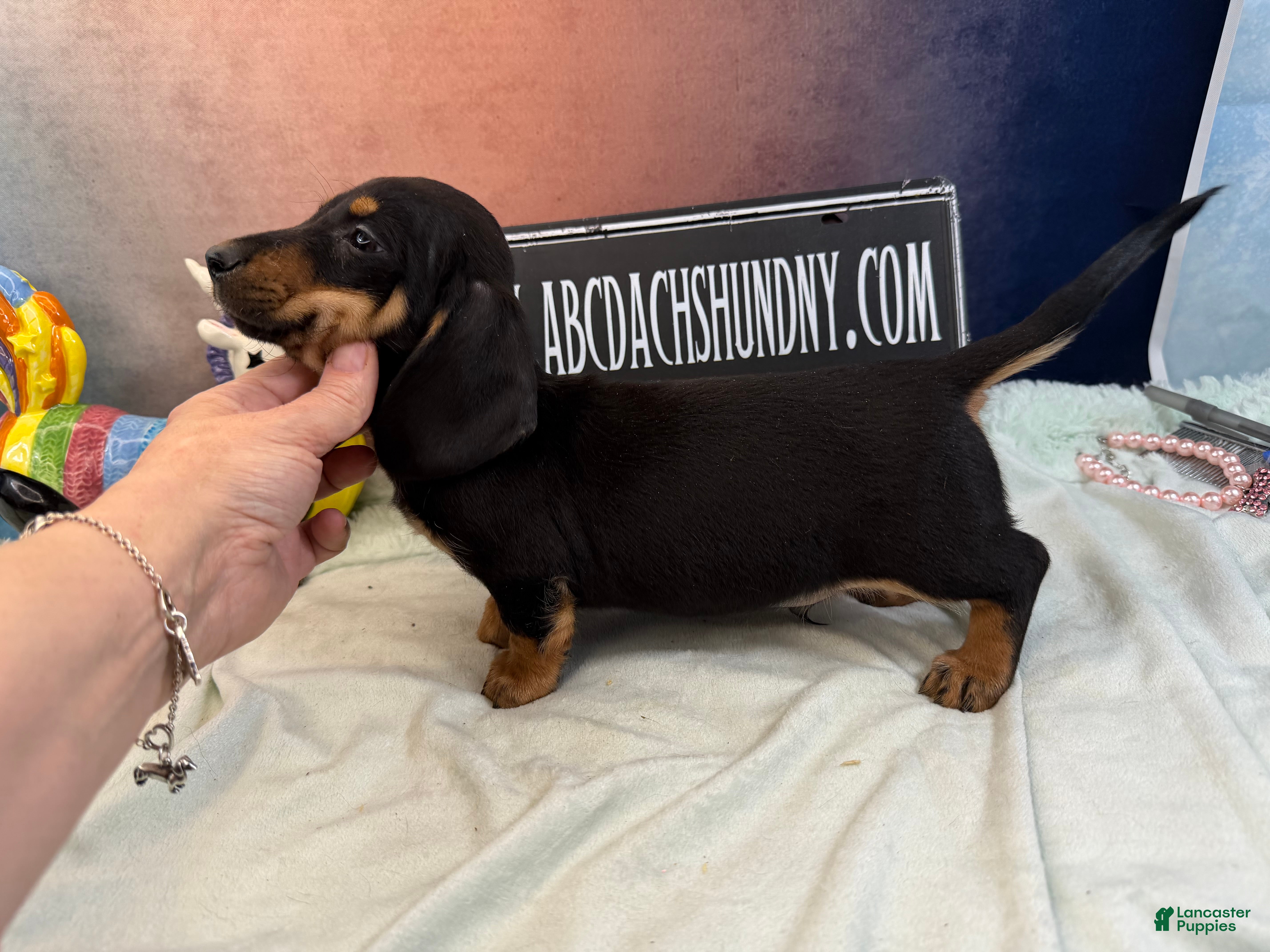 Miniature Dachshund dogs AKC import smooth - Ad 20