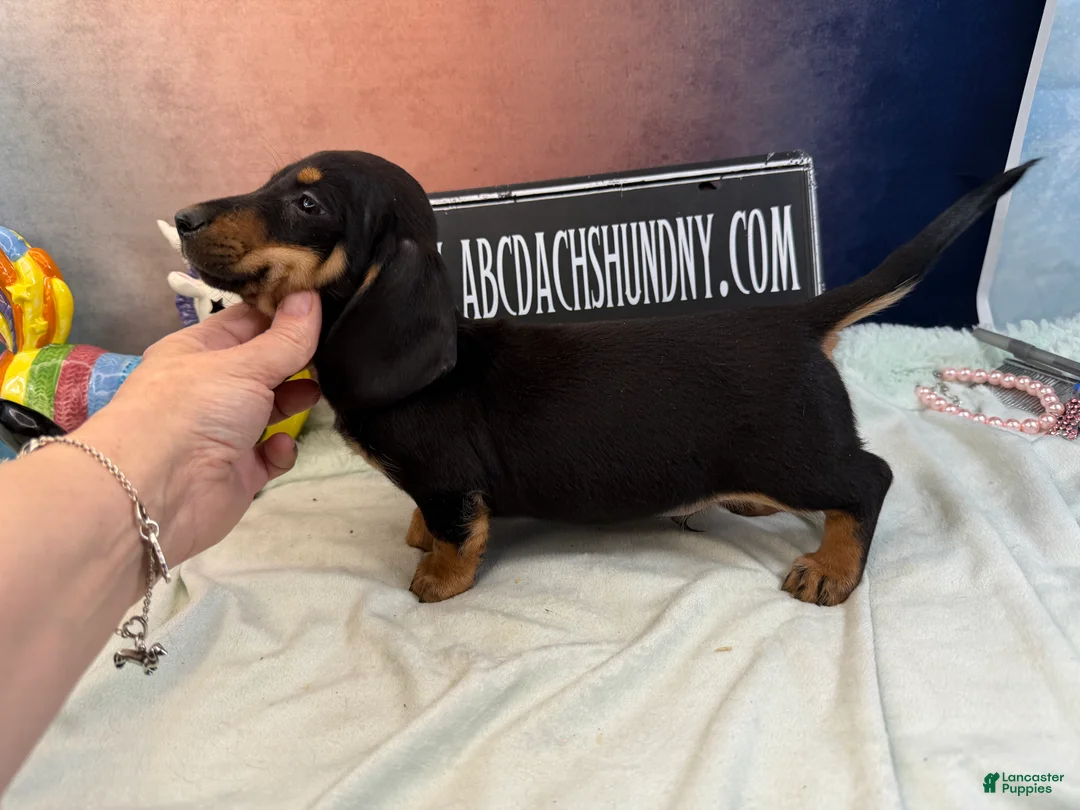 Miniature Dachshund dogs for sale: AKC import smooth - Ad 1