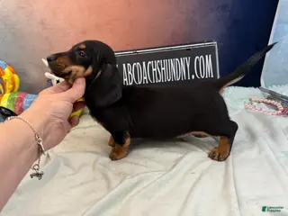 Miniature Dachshund dogs AKC import smooth - Ad 20