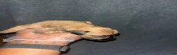 South African Boerboels dogs for sale: Bullet  - Ad 5
