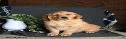 Golden Retriever dogs for sale: Echo - Ad 1