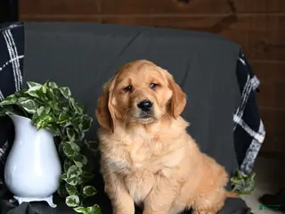 Golden Retriever dogs for sale: Echo - Ad 4