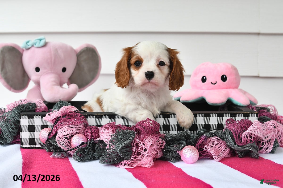 Cavalier King Charles Spaniel dogs Mindy - Ad 2