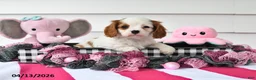 Cavalier King Charles Spaniel dogs for sale: Mindy - Ad 2