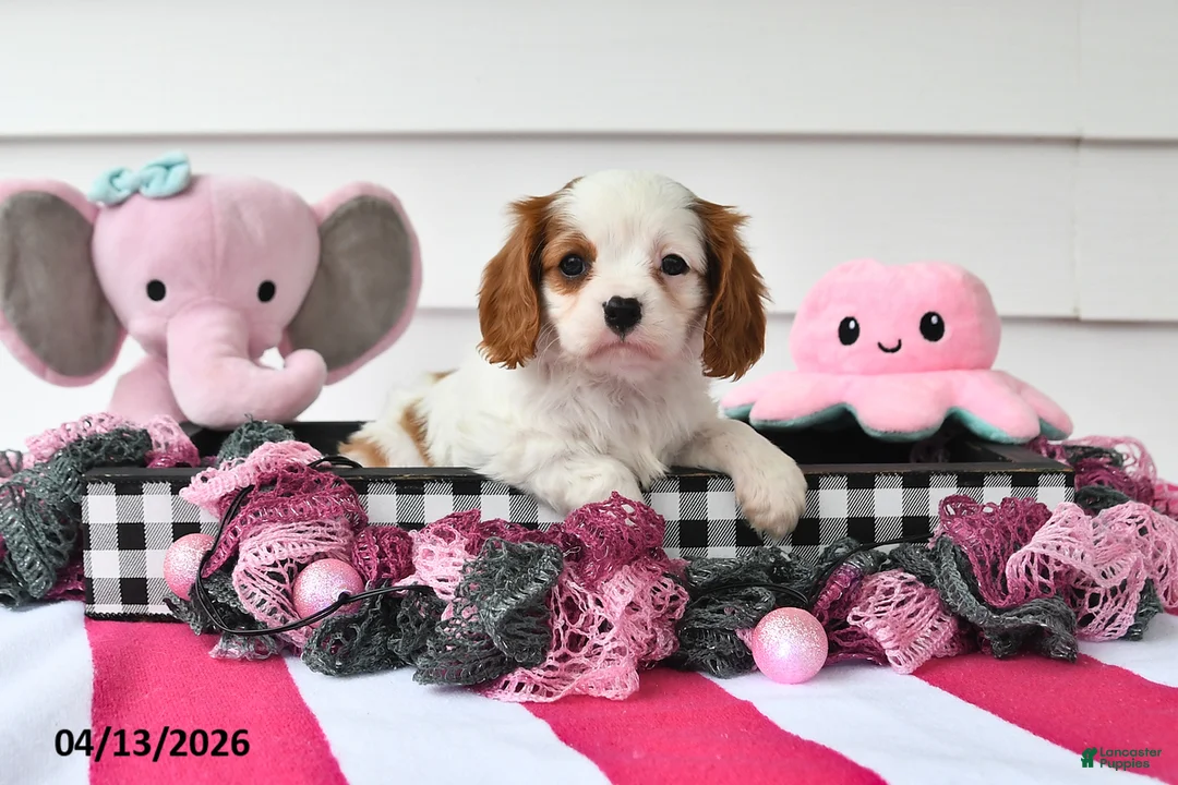 Cavalier King Charles Spaniel dogs for sale: Mindy - Ad 2