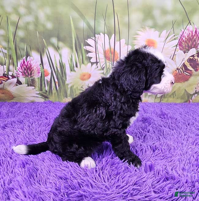 Mini Sheepadoodle dogs Whitney - Ad 2
