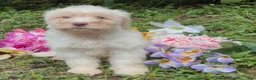 Mini Goldendoodle dogs for sale: Elsa - Ad 4