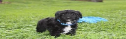Yorkiepoo dogs for sale: Ranger  - Ad 17