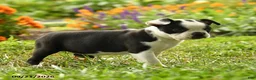 Boston Terrier dogs for sale: Nia - Ad 5