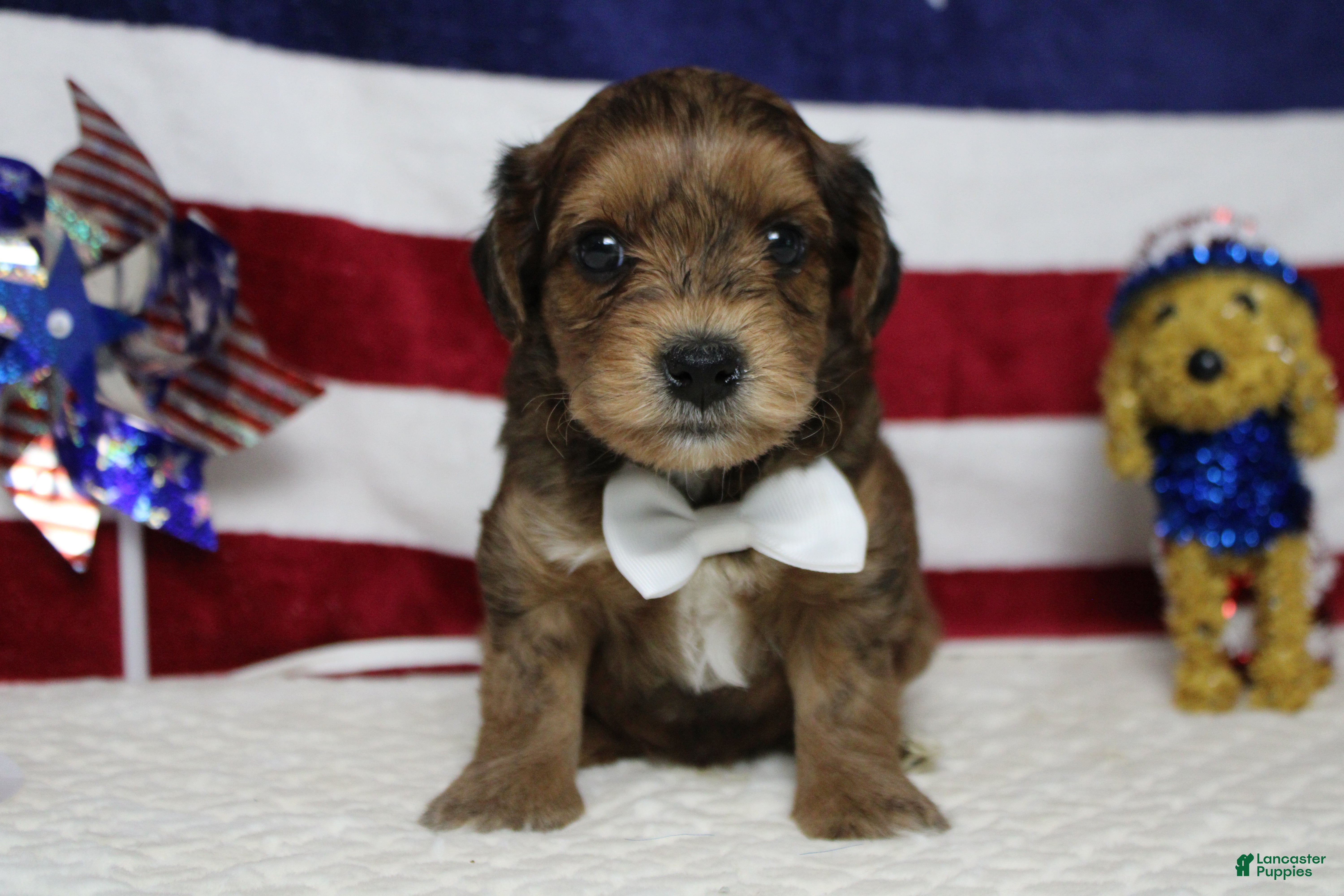 Yorkiepoo dogs Boris  - Ad 5